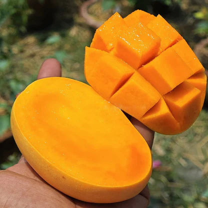 Kesar Mango Grafted Fruit Plant