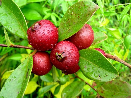 Strawberry Yellow Guava Fruit Plant