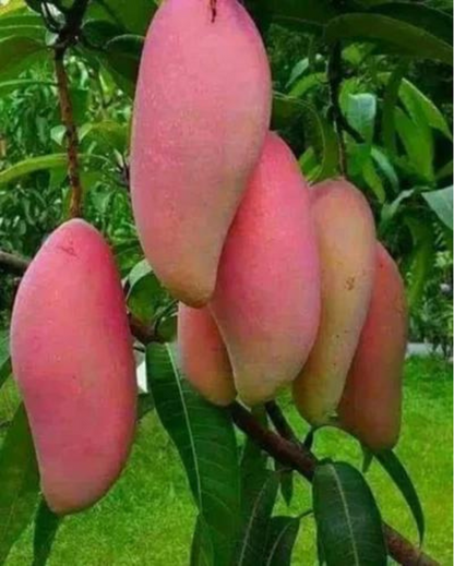 Red Banana Mango Grafted Fruit Plant
