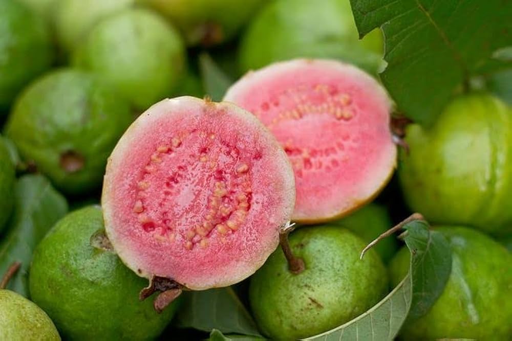 Thai Pink Guava