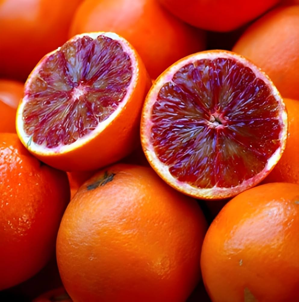 Vietnam Red Malta Fruit Plant
