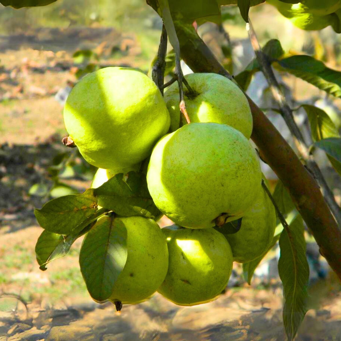 VNR Guava Fruit Plant