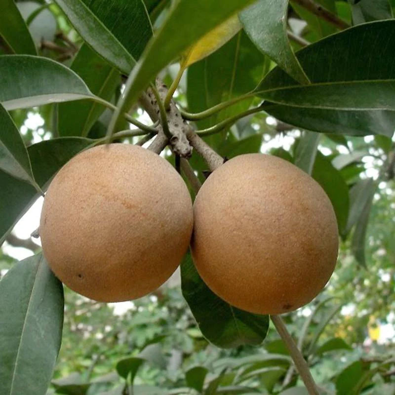 Cricket Ball Sapote Fruit Plant