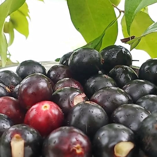 Rain Forest Plum Fruit Plant