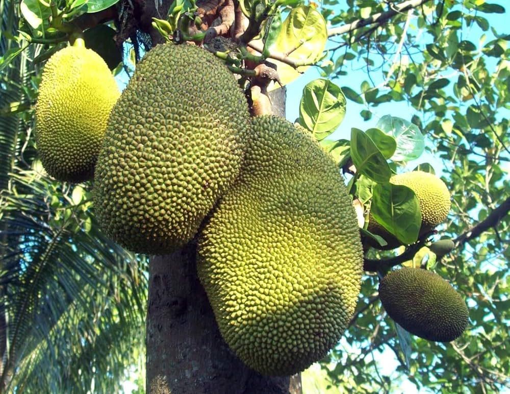 Eviarc Jackfruit Grafted Fruit Plant