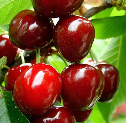 Sweet Karonda Cherry Fruit Plant