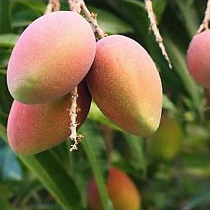 Amrapalli Mango Grafted Fruit Plant