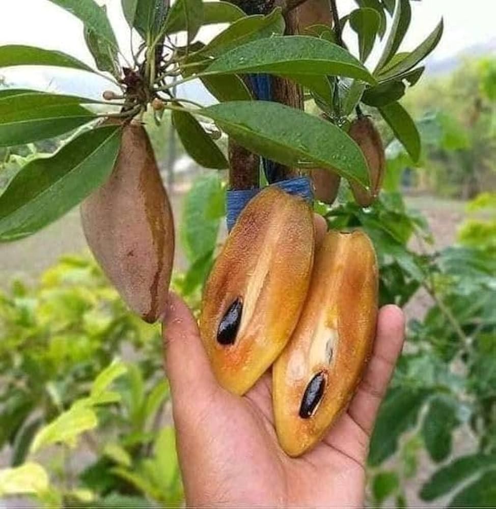 Banana Sapote