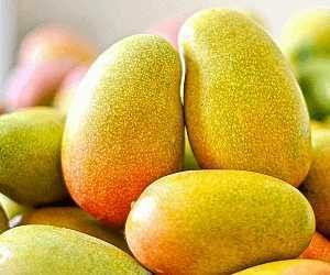 Chandrakaran Mango Grafted Fruit Plant
