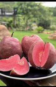 Black Diamond Guava Fruit Plant