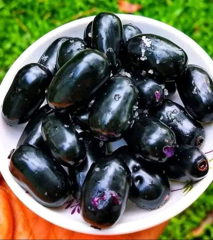 Thai King Jamun Jamun Fruit Plant