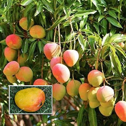 Kottoorkonam Mango Grafted Fruit Plant
