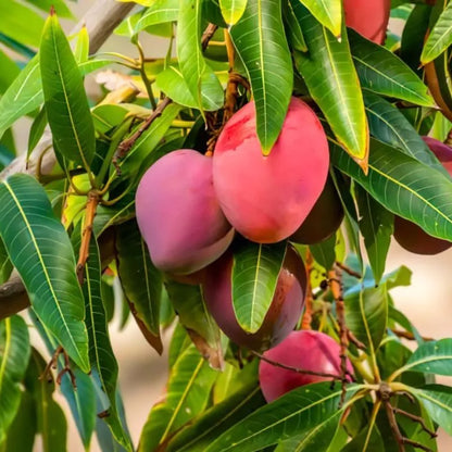 Miyazaki Mango Grafted Fruit Plant