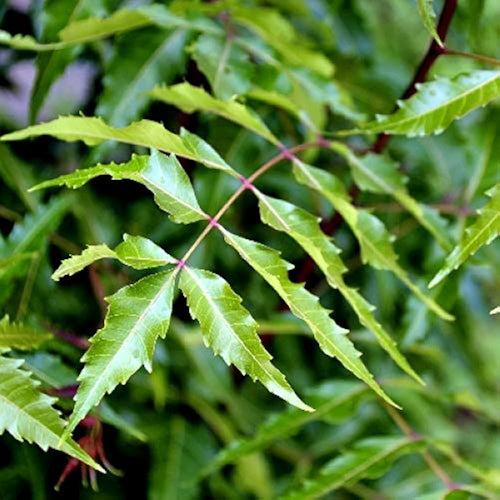 Aryaveppu Fruit Plant