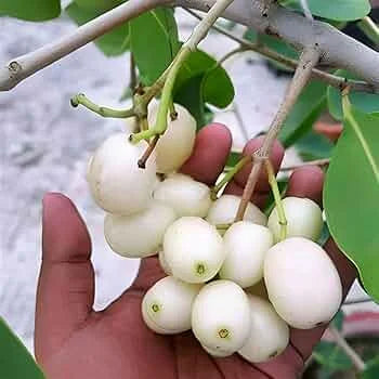 White Jamun Fruit Plant