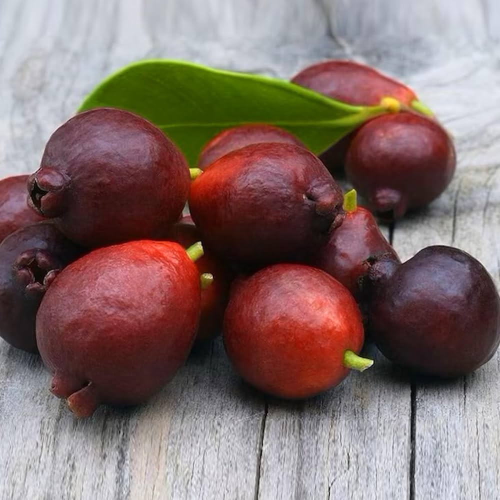 Rainforest Guava Fruit Plant