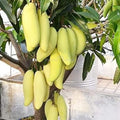 Yellow Banana Mango