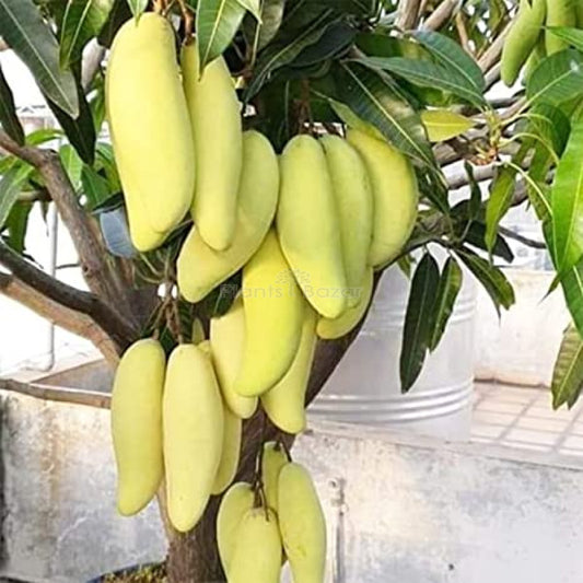 Yellow Banana Mango