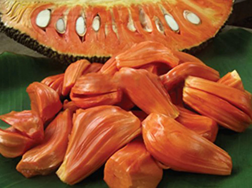 Dang Surya Jackfruit Grafted Fruit Plant