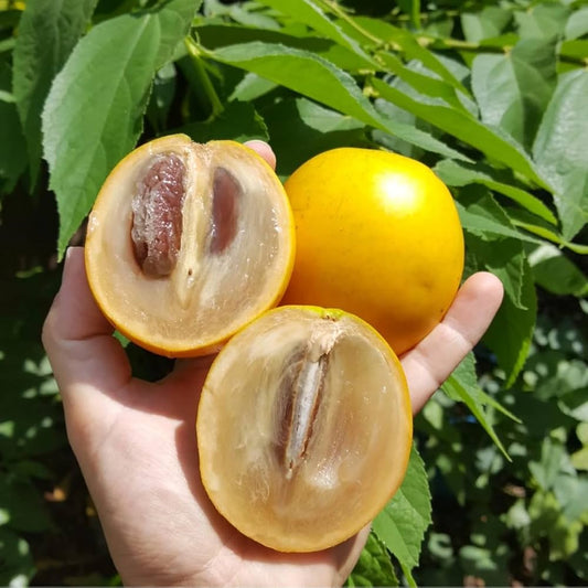 Abiu Fruit Plant