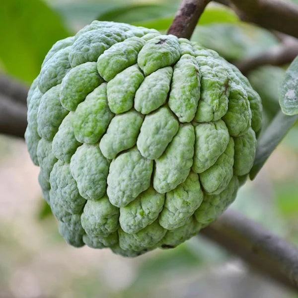 Custard Apple Fruit Plant