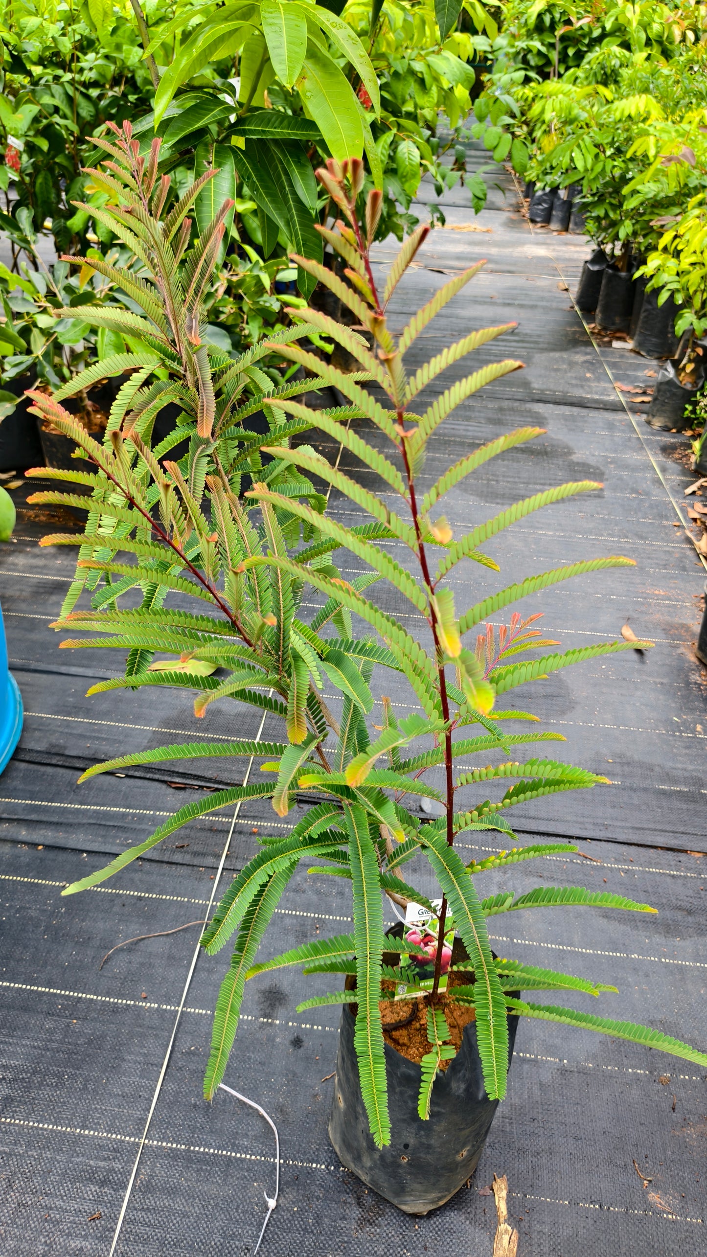 Nelli Fruit Plant