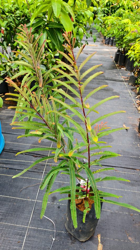 Nelli Fruit Plant