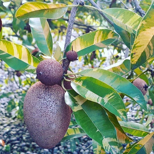 Variegated Sapote