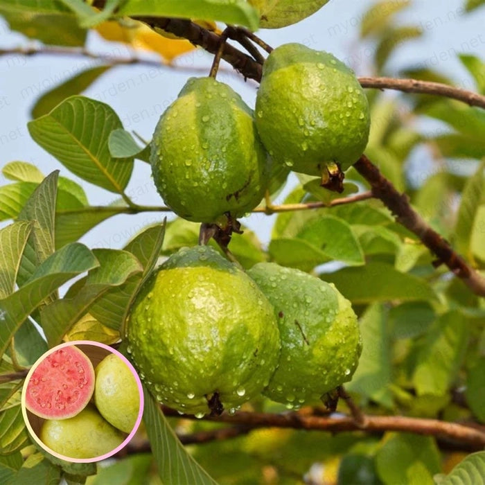 Japan Guava Fruit Plant
