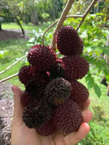 Pulosan Fruit Plant