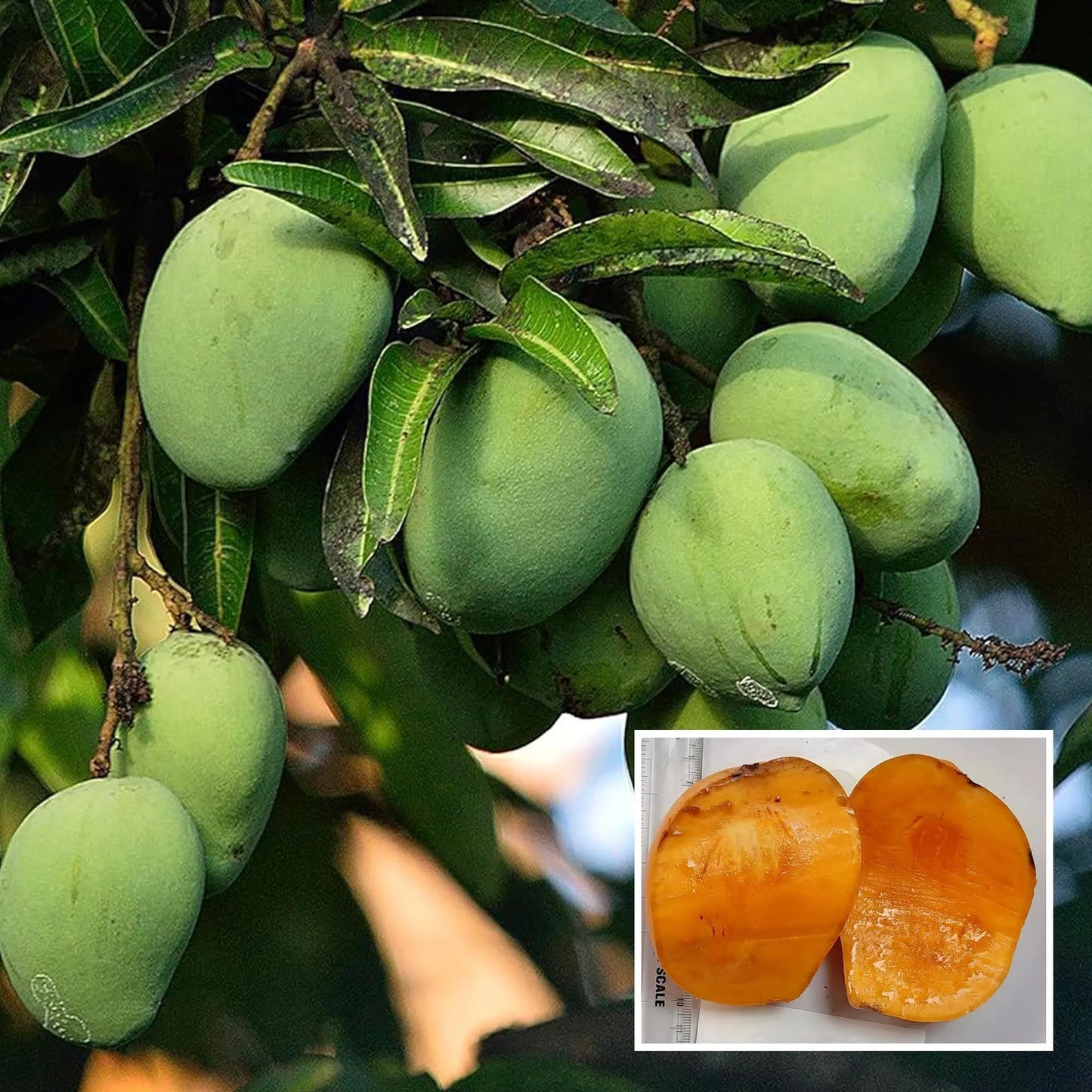 Kalapadi Mango Grafted Fruit Plant