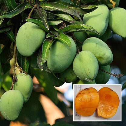 Kalapadi Mango Grafted Fruit Plant