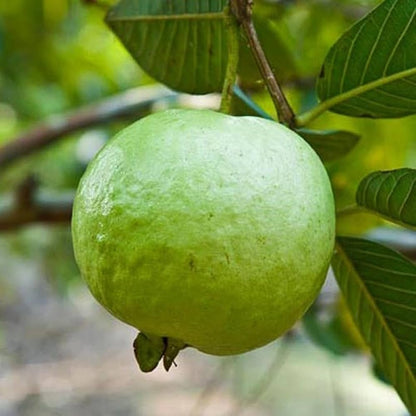 Thai 5 Guava Fruit Plant
