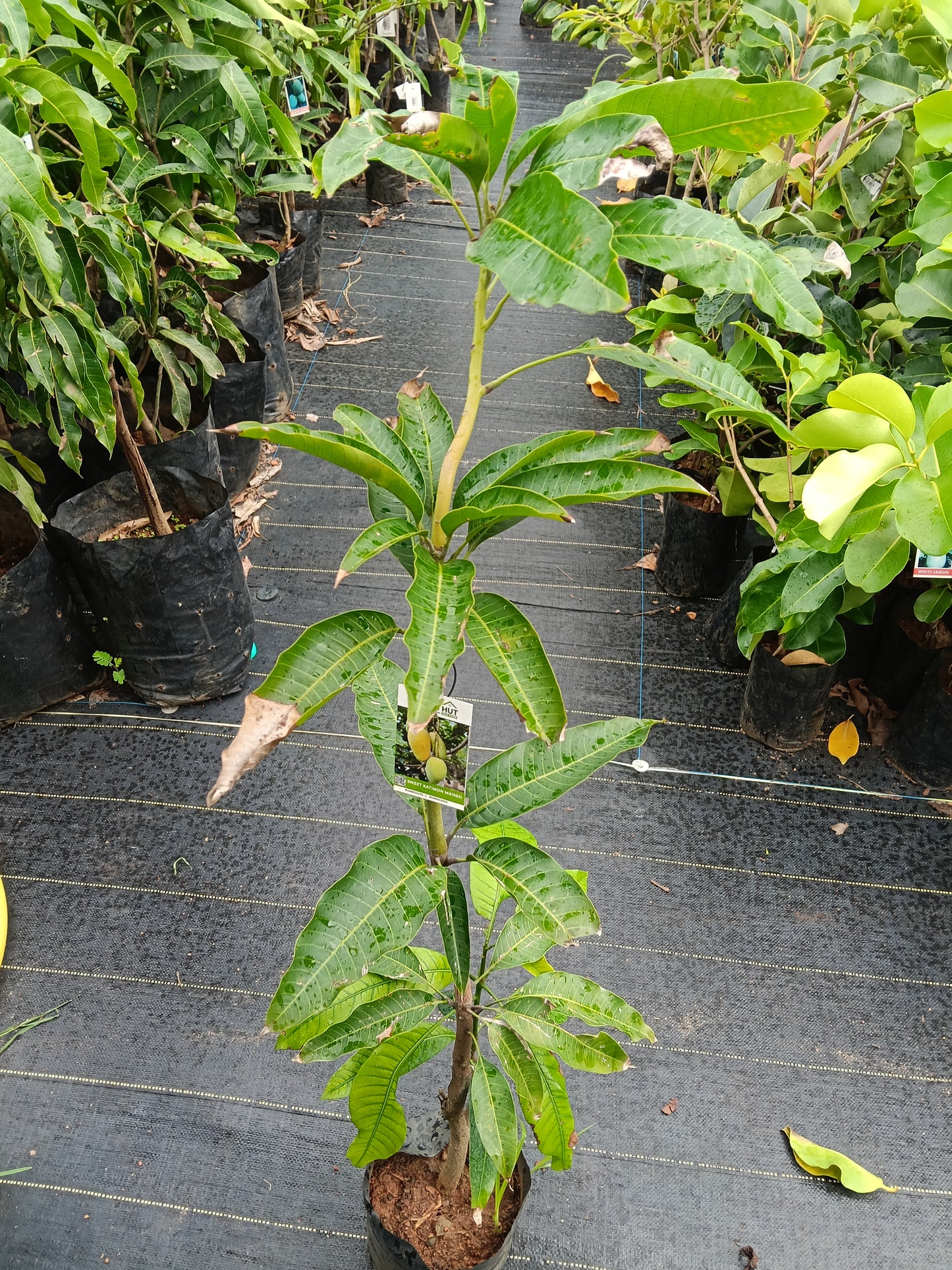 Sweet Katimon Mango Grafted Fruit Plant