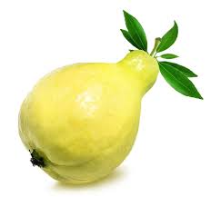 Egyptian Guava Fruit Plant