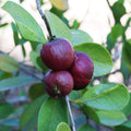 Violet Guava