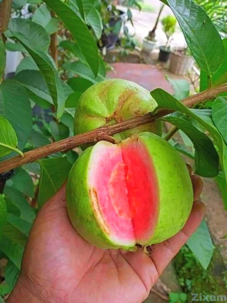 Red Diamond Guava Fruit Plant