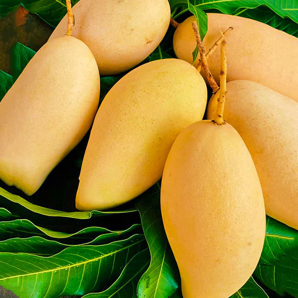 Nam Doc Mai Mango Grafted Fruit Plant