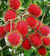 Rambutan N18