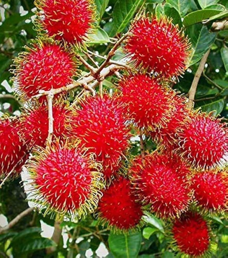 Rambutan N18
