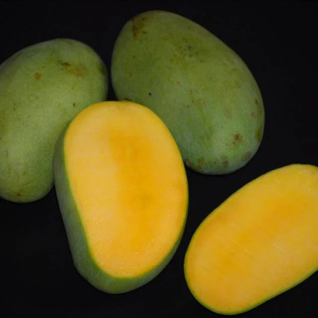 Kolomb Mango Grafted Fruit Plant