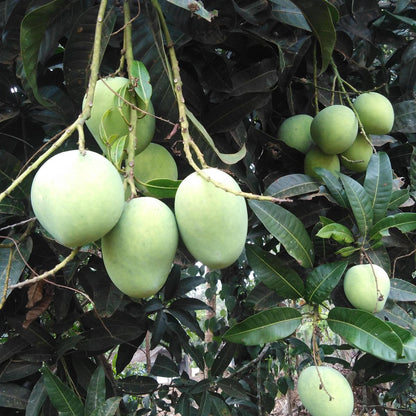 Kuttiyatoor Mango Grafted Fruit Plant