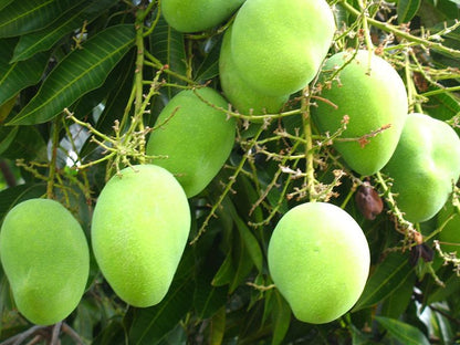 Moovandan Mango Grafted Fruit Plant