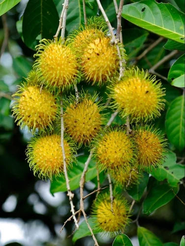 E35 Rambutan Grafted Fruit Plant