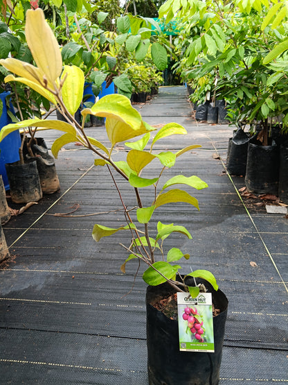 Miss India Ber Fruit Plant