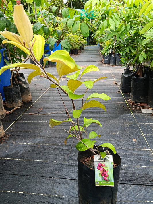 Miss India Ber Fruit Plant