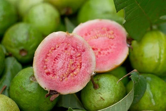 Thai Pink Guava Fruit Plant