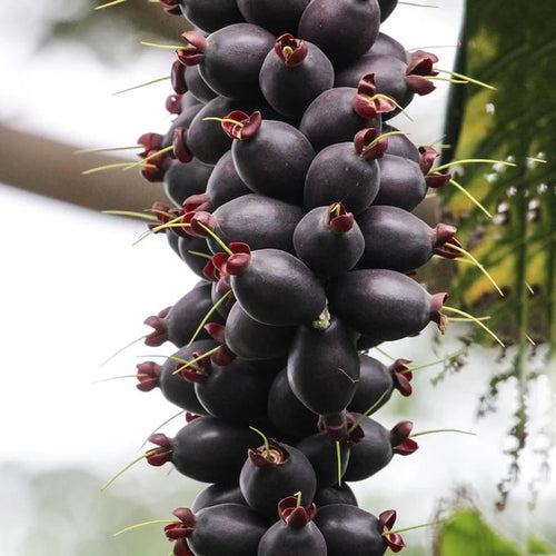 Cut Nut Fruit Plant