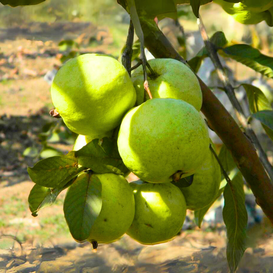 VNR Guava