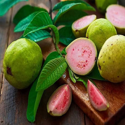 Lalith Guava Fruit Plant